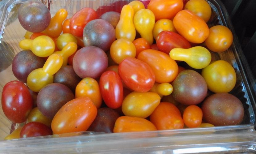  - SEMINTE ROSII - DATLO