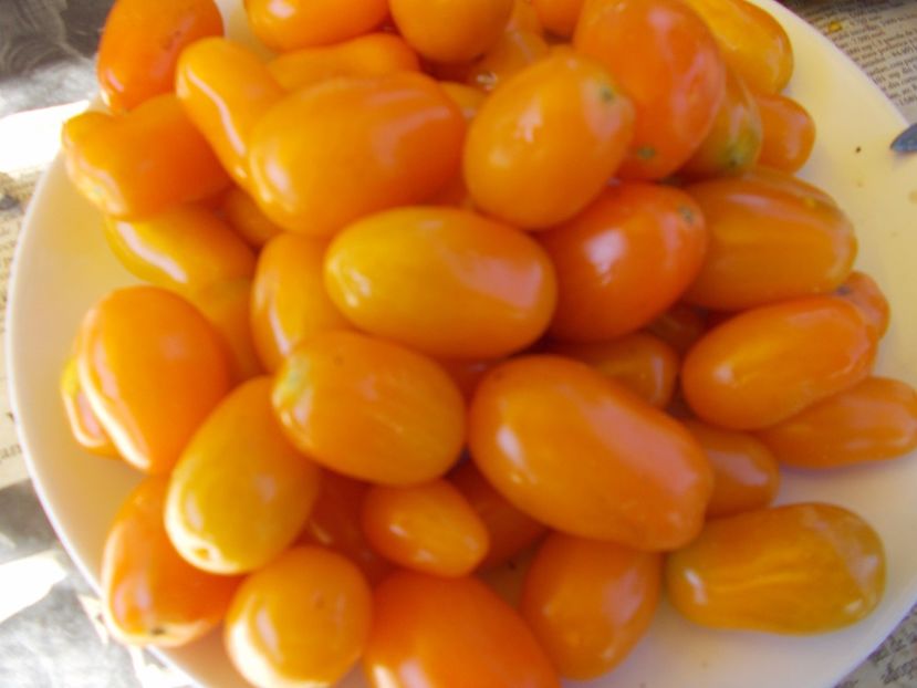  - SEMINTE ROSII - DATLO