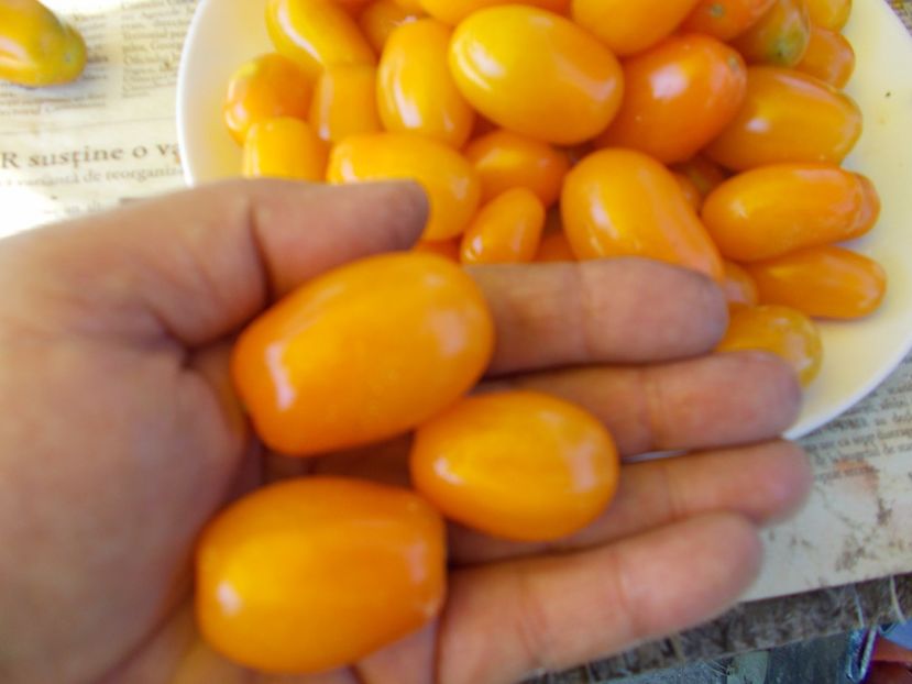  - SEMINTE ROSII - DATLO