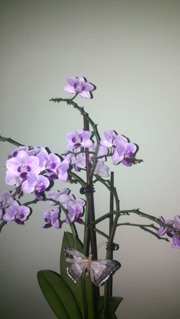  - Orhideea 2014-2018