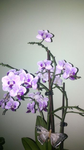  - Orhideea 2014-2018