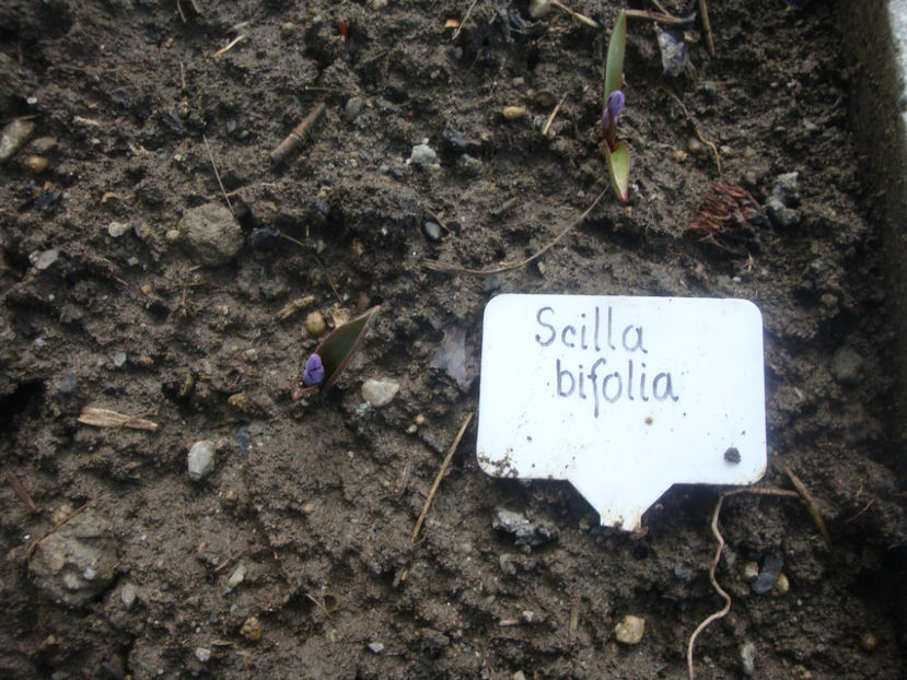 Scilla bifolia L.1753. - Genul Scilla