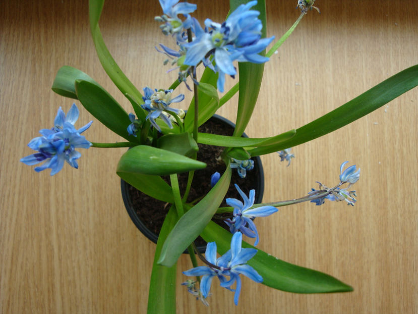 Scilla siberica Haw.1804. - Genul Scilla