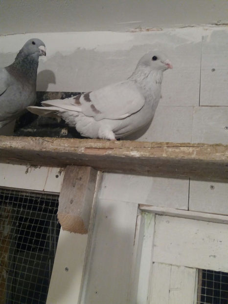 IMG-20171211-WA0080 - VRDF 2018