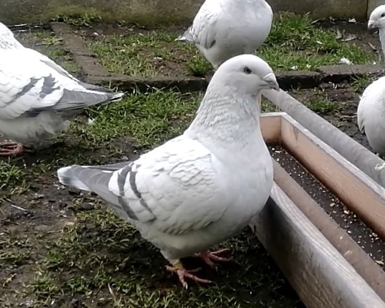 JRS16-ARCHIWUM - d- MŁODE 17- Young 17