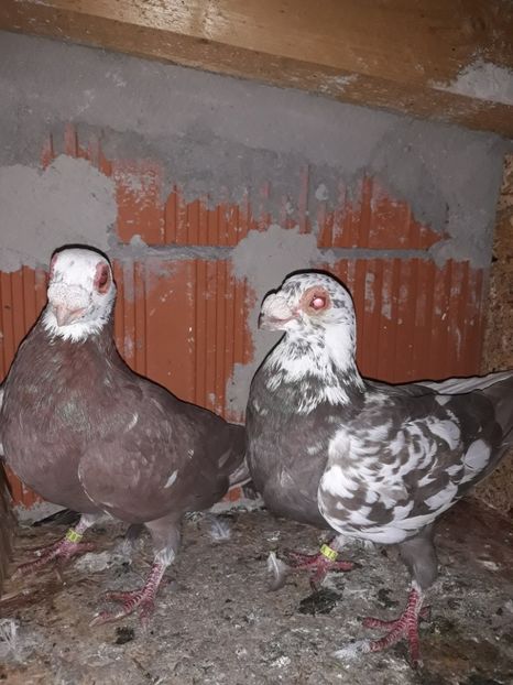 Perechea 17 - Berberi