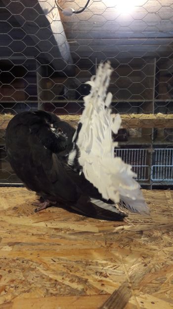 20171222_134510(0) - Porumbei vanduti