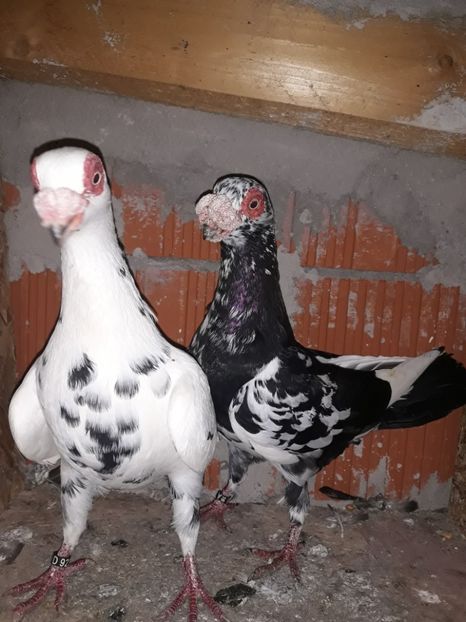 Perechea 19 - Berberi