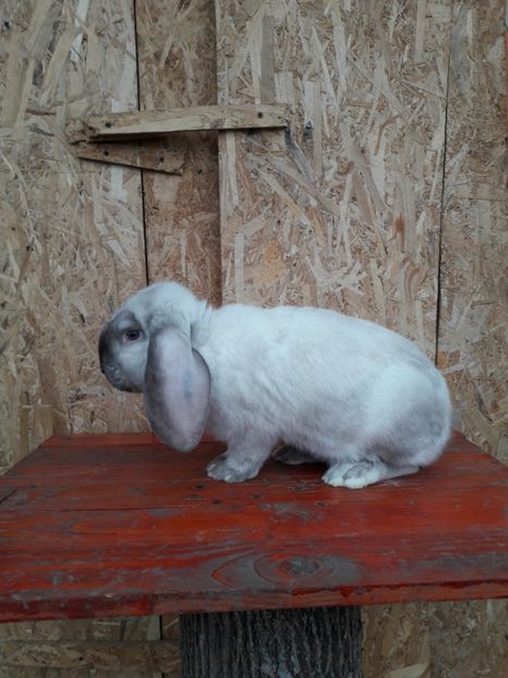  - 1_1mascul_sallander