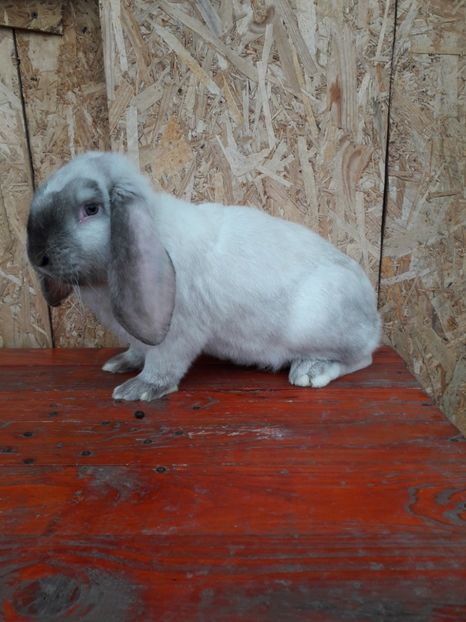  - 1_1mascul_sallander