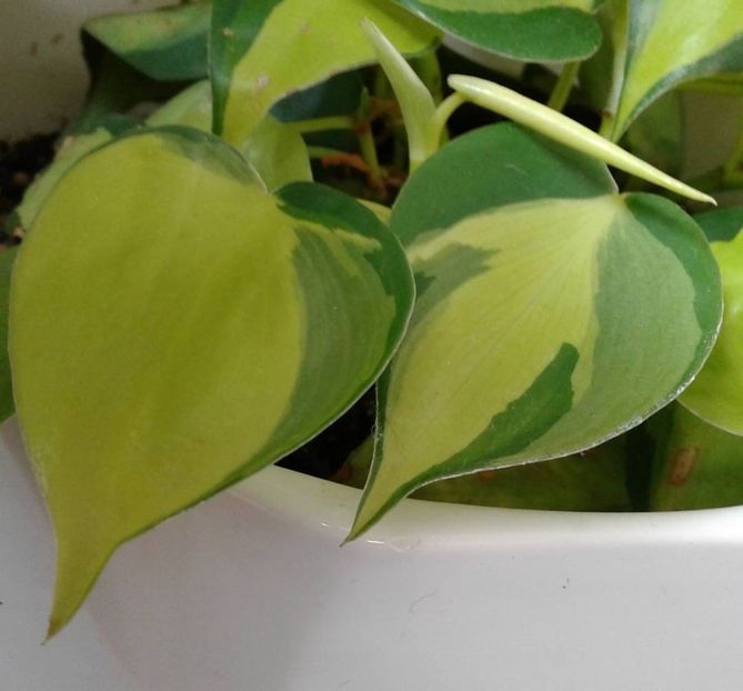  - 003-1 Philodendron