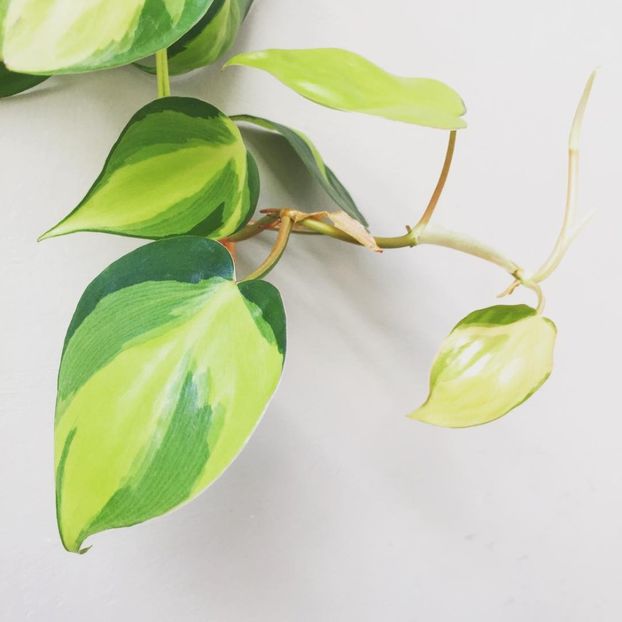  - 003-1 Philodendron