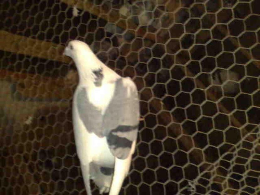 pui din femela cu cele 2 inimioare pe spate - ARDENII MEI