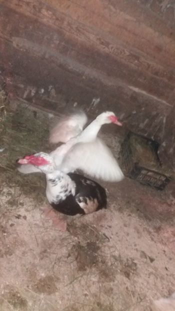  - 01 - Matca pentru 2018