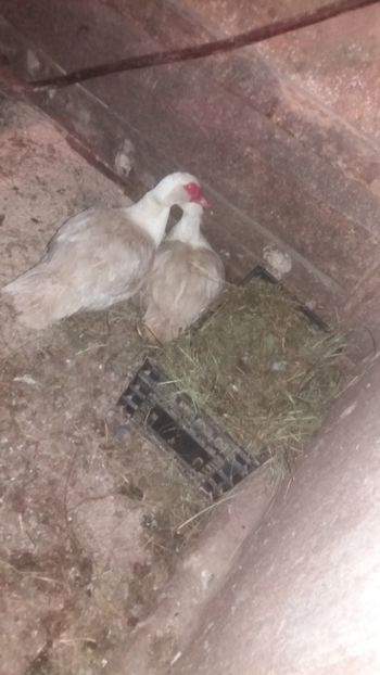  - 01 - Matca pentru 2018