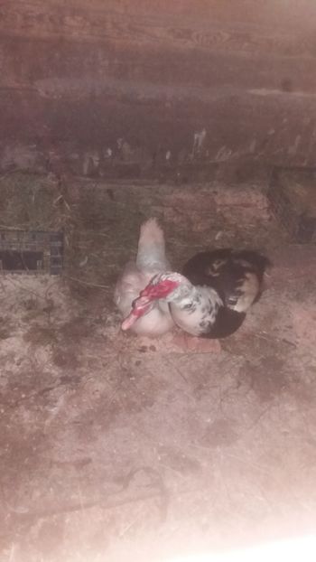  - 01 - Matca pentru 2018