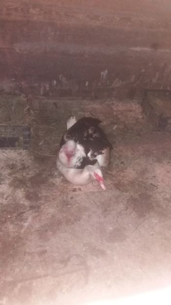  - 01 - Matca pentru 2018