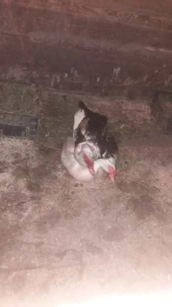  - 01 - Matca pentru 2018