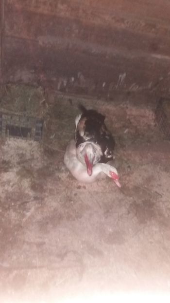  - 01 - Matca pentru 2018