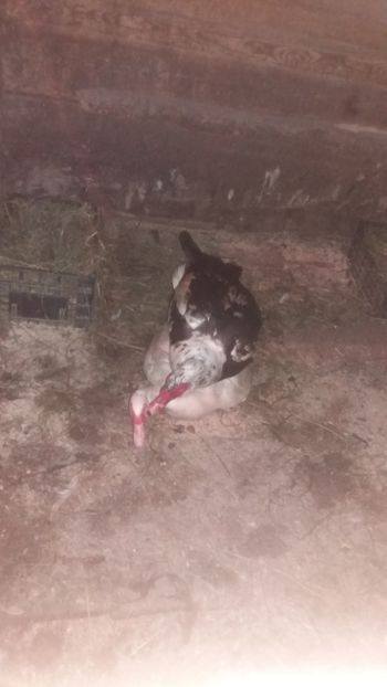  - 01 - Matca pentru 2018