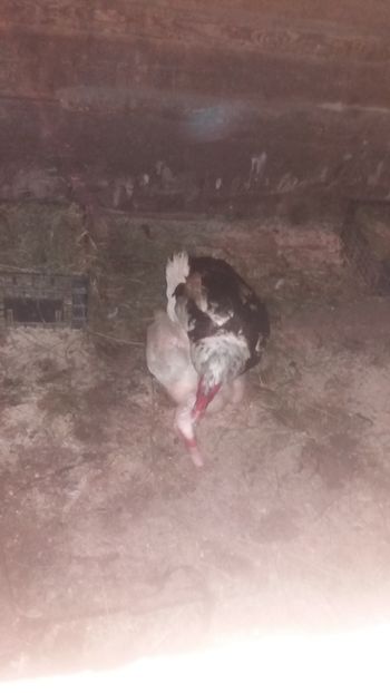  - 01 - Matca pentru 2018