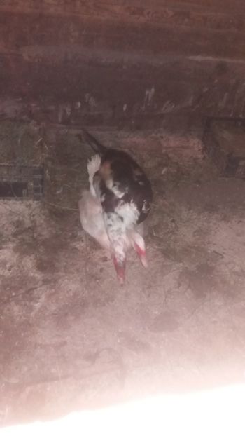  - 01 - Matca pentru 2018