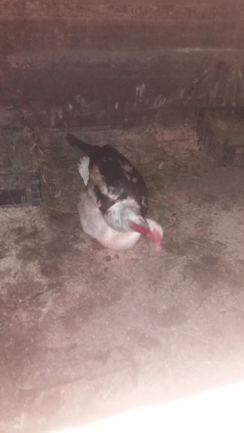  - 01 - Matca pentru 2018