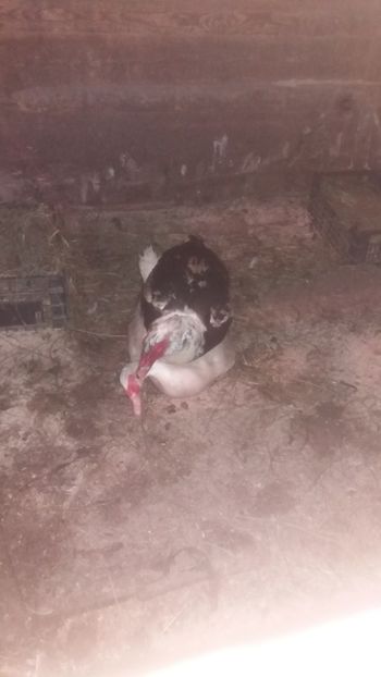  - 01 - Matca pentru 2018