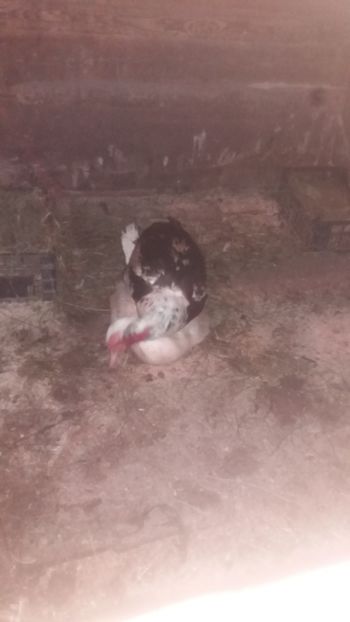  - 01 - Matca pentru 2018