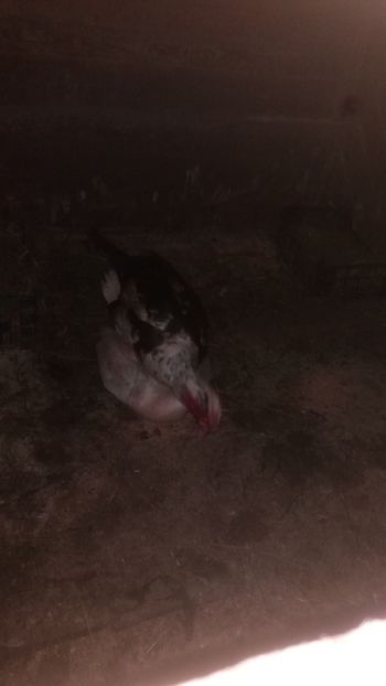  - 01 - Matca pentru 2018