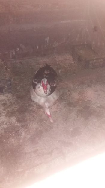 Mult de munca - 01 - Matca pentru 2018