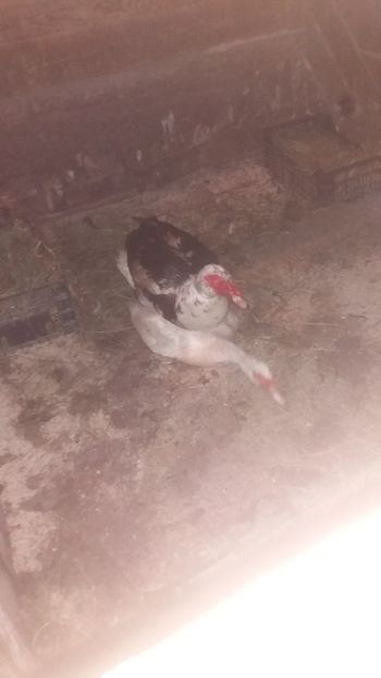 Siesta de seara - 01 - Matca pentru 2018