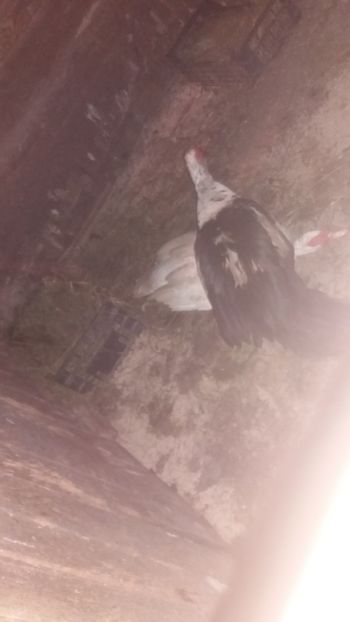 Saraca rața :)) - 01 - Matca pentru 2018