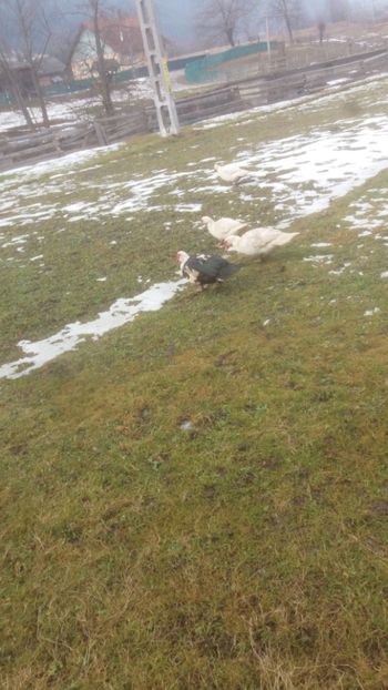  - 01 - Matca pentru 2018