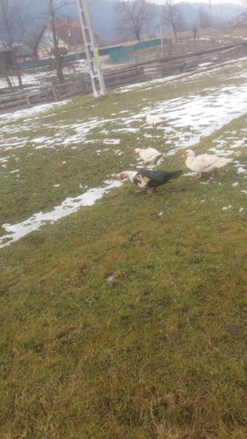  - 01 - Matca pentru 2018