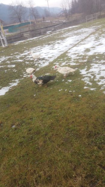  - 01 - Matca pentru 2018