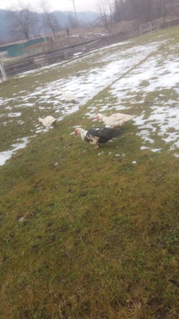  - 01 - Matca pentru 2018