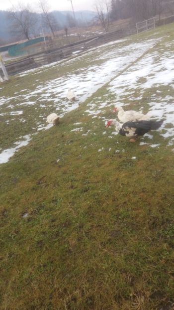  - 01 - Matca pentru 2018