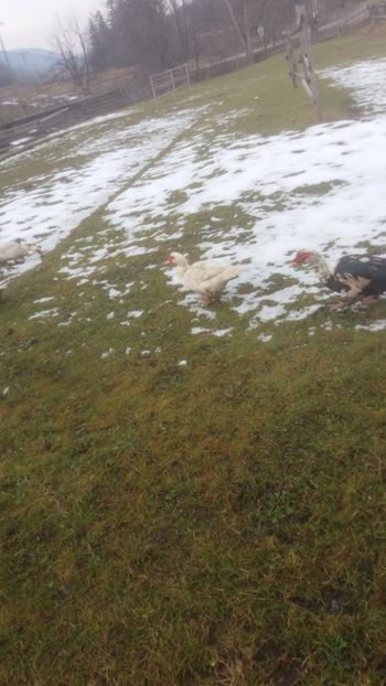  - 01 - Matca pentru 2018