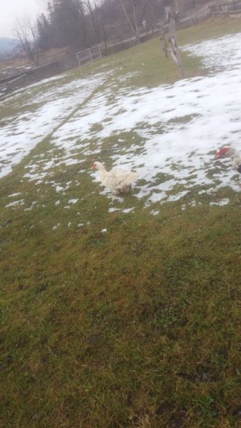  - 01 - Matca pentru 2018