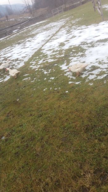  - 01 - Matca pentru 2018