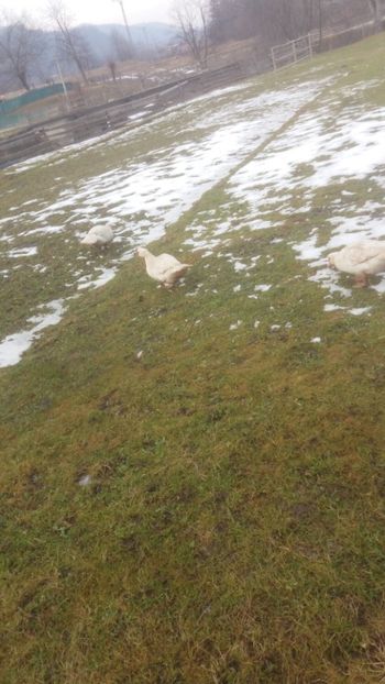  - 01 - Matca pentru 2018