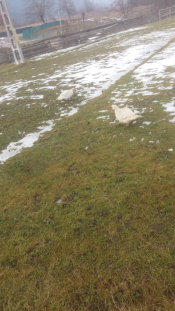  - 01 - Matca pentru 2018