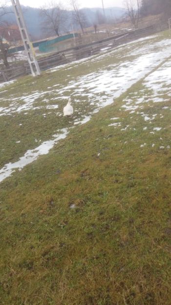  - 01 - Matca pentru 2018