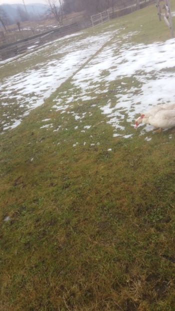  - 01 - Matca pentru 2018