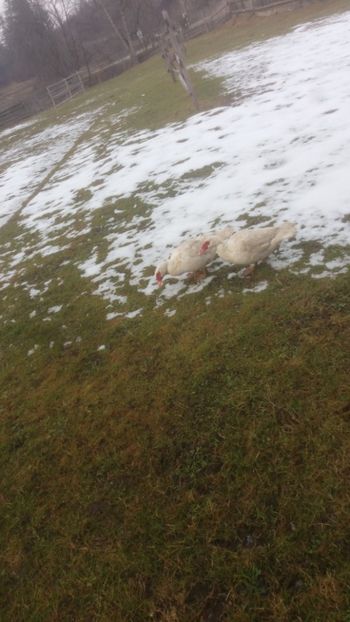  - 01 - Matca pentru 2018