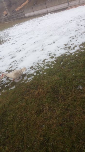  - 01 - Matca pentru 2018