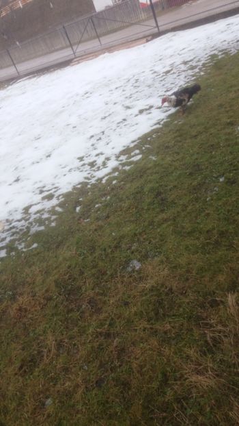  - 01 - Matca pentru 2018