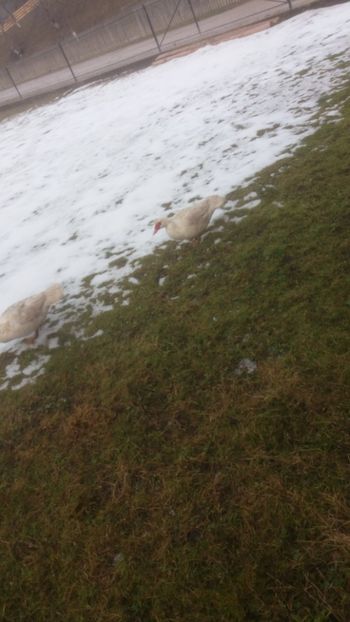  - 01 - Matca pentru 2018