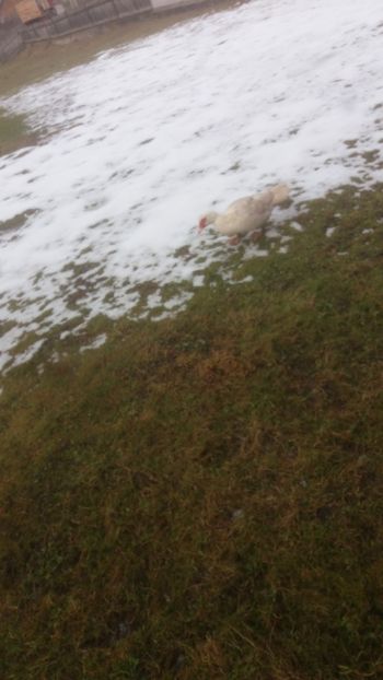  - 01 - Matca pentru 2018